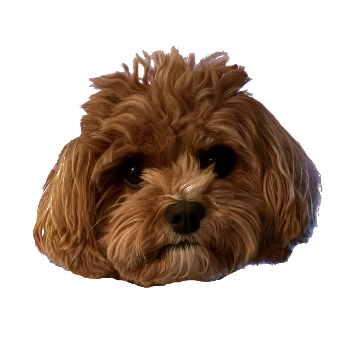 Winnie the dog